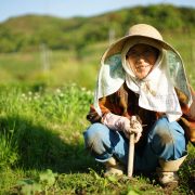 Old person growing organic vegetable in a home garden